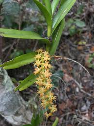 Image result for Tridactyle bicaudata