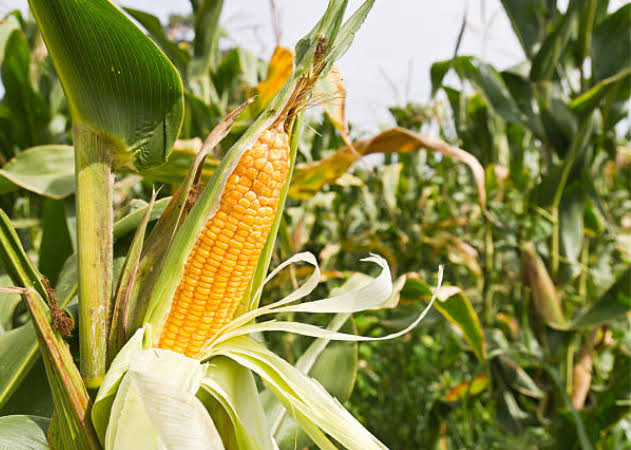 Corn Market - Agromave