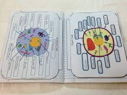 O name of the structure glued on o picture of the structure glued on o written description and analogy of the function. Compare Animal Cells And Plant Cells Interactive Flip Book For Journals Advanced And Easy Interactive Science Notebook Science Cells Interactive Notebooks