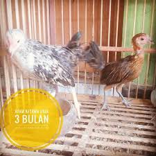 Ayam Ketawa Usia 3 Bulan Sepasang Pesanan Bapak Widodo Di Bumiayu Brebes Jawa Tengah Ayo Pesan Sekarang Kami Bis Ternak Ayam Hewan Kandang Ayam