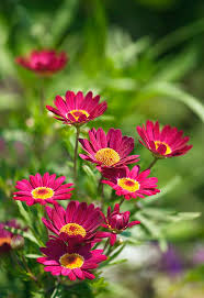Image result for Argyranthemum