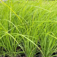 Image result for Carex sp.no.1