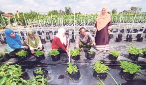 Dibalik rasa pedasnya yang nikmat, ternyata keuntungan yang diberikan dari. Kebun Dengan Lebih 30 Tanaman