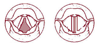 Ball and socket joints and gliding joints what joints are involved? Abduction And Adduction Of Vocal Folds