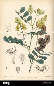 Image result for Senna italica