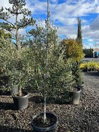 Image result for Olea europaea