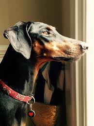 Cora : rDobermanPinscher