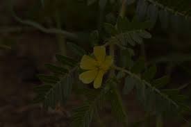 Image result for Hermannia boraginiflora