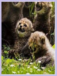 Yavru Citalar Animals Cute Animals Happy Animals