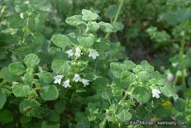 Image result for Clinopodium