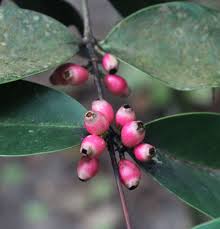 Image result for Memecylon sp. C