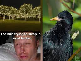 Okay, maybe birders can't really tell the difference either...