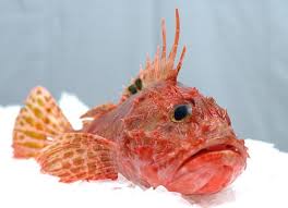 Odkryj więcej muzyki, koncertów, wideo oraz zdjęć dzięki największemu katalogowi online w last.fm. Fish Stegna Kozas