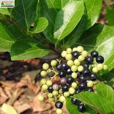 Image result for Premna serratifolia