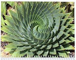 Image result for Aloe plowesii