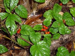 Image result for Geophila repens