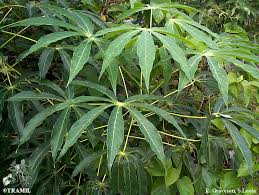 Image result for Manihot esculenta