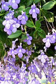 It produces fine, strong training stems with dark green leaves. Top 5 Hanging Baskets For Shade Fairview Garden Center
