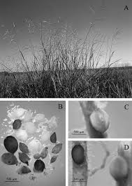 Image result for Panicum coloratum