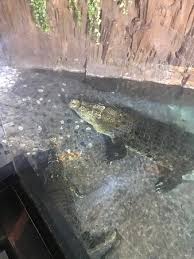 Crocodile Picture Of Emaar Akvaryum Sualti Hayvanat Bahcesi Istanbul Tripadvisor