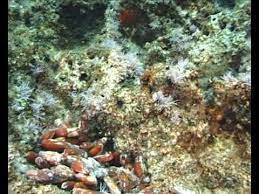 Datteri di mare dove trovarli. Documento Sulla Pesca Di Frodo Dei Datteri Di Mare Youtube