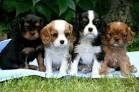Cavalier King Charles Spaniel Dogs and Puppies For Sale ...