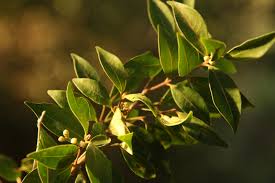 Image result for Dictyophleba ochracea