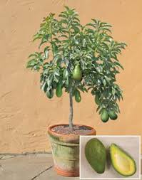 Avocado Tree Growing In A Pot Neat Plants And Trees Garten Garten Pflanzen Und Avocado Baum