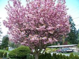 How to choose flowering cherry trees. Cherry Blossom Tree For Sale South Africa