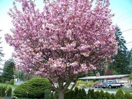 How to choose flowering cherry trees. Cherry Blossom Tree For Sale South Africa