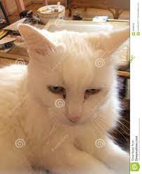 Vanilla White Cat stock photo. Image of hours, cats, indoors - 85989030