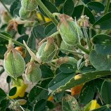 Image result for Crotalaria platysepala