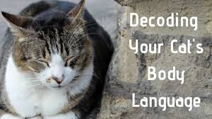 This is a possibility, especially for someone who is so inquisitive. How To Decode Your Cat S Behavior Pethelpful
