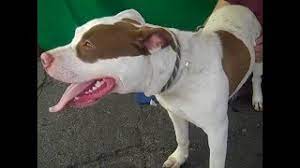 Cane corso dogo argentino pitbull mix. A4919151 Izzy Pit Bull Dogo Argentino Mix Puppy Youtube