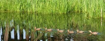 This was a rural riding in alberta. City Wildlife City Of St Albert