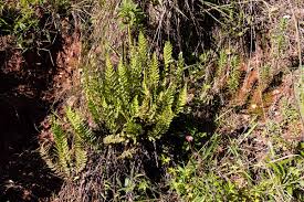 Image result for Mohria marginalis