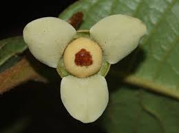 Image result for Uvaria tanzaniae