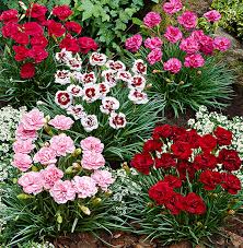 Maybe you would like to learn more about one of these? Dianthus Plants How To Grow And Propagate Dianthus Plants 3 Ways