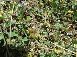 Image result for Pycnospora