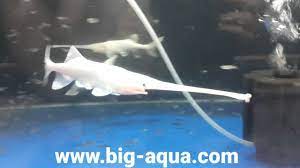 Ikan yang disebut sebagai struddlefish oleh netizen ini diciptakan dari ikan paddlefish dari amerika serikat dan ikan sturgeon dari rusia. Platinum Paddlefish 10 Inch Youtube