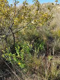 Image result for Helichrysum setosum