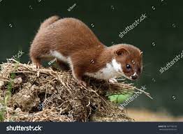 Weasel Mustela Nivalis Looking For Food Captive Animal Ad Affiliate Nivalis Mustela Weasel Animal Animals Mustela Stock Photos