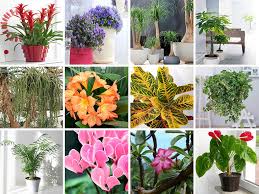 We did not find results for: Plante Anti Mouche La Liste Des 20 Plantes Les Plus Efficaces
