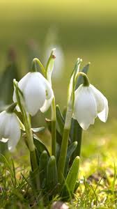Fruhlingsblumen Weisse Schneeglockchen 1080x1920 Iphone 8 7 6 6s Plus Hintergrundbilder Hd Bild Hier werden kostenlose hd hintergrundbilder zum download freigestellt! 6s plus hintergrundbilder hd