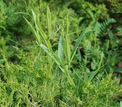 Image result for Oxyanthus latifolius