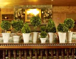 Napa Home Garden Preserved Boxwood Topiary Boxwood Topiary Preserved Boxwood