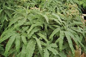 Image result for Adiantum hispidulum