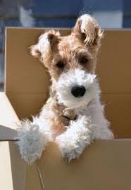 Pin On Dogs Fox Terriers