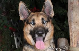 If you're looking to combine the best features of your two favorite breeds, you might want to choose a crossbreed. Ice German Shepherd Rescue Of Orange County