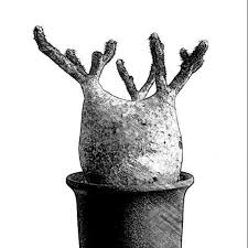 Image result for Alantsilodendron pilosum